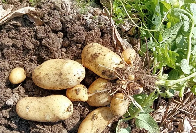 Early potato cultivation techniques
