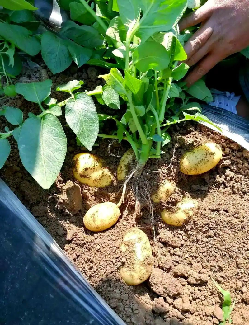 Early potato cultivation techniques