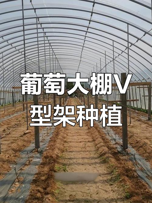 红乳葡萄种植技术