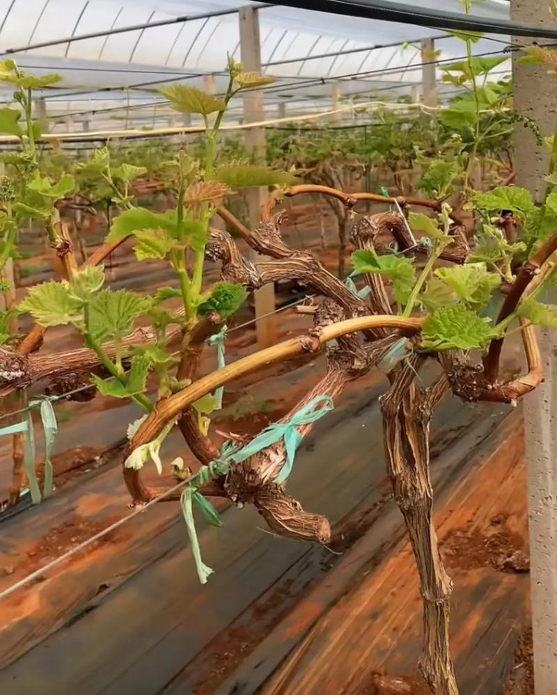 红乳葡萄种植技术