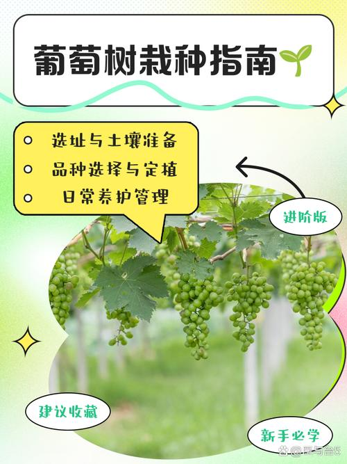 红乳葡萄种植技术