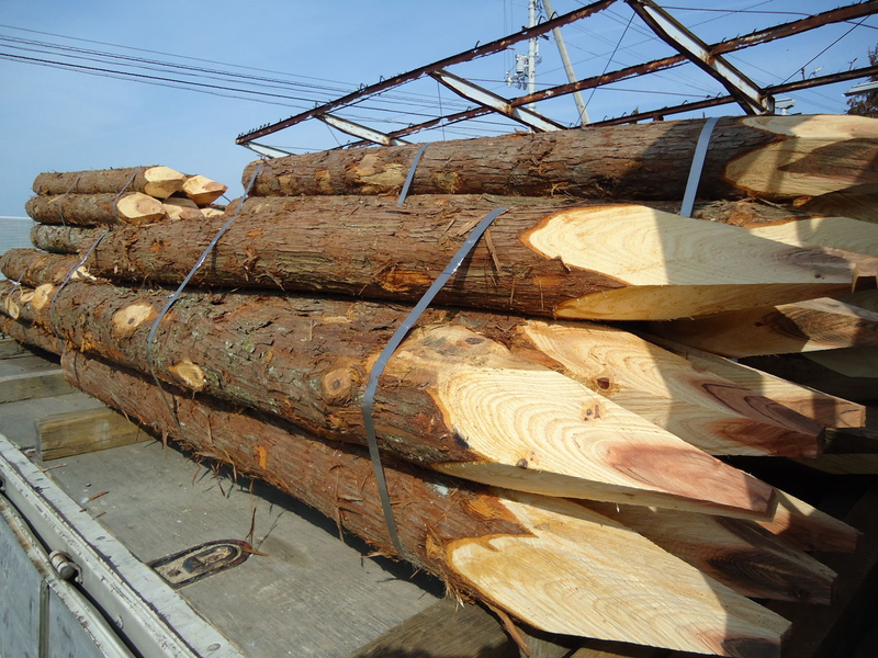 速生桉树种植技术