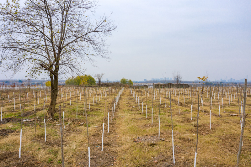 速生桉树种植技术
