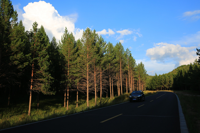 速生桉树种植技术