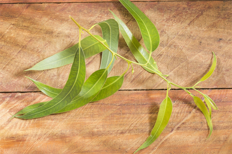 速生桉树种植技术