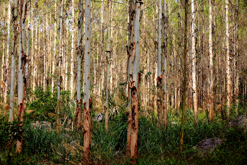 速生桉树种植技术
