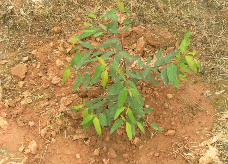 速生桉树种植技术