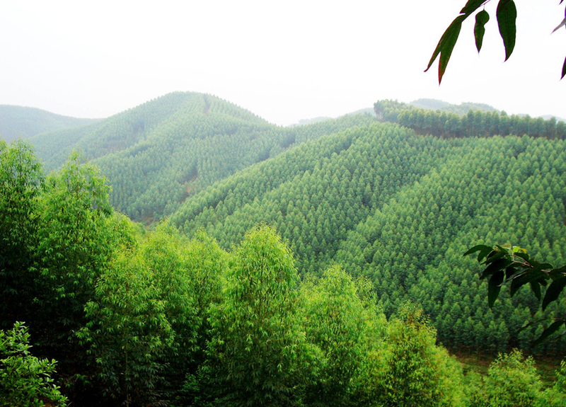 速生桉树种植技术