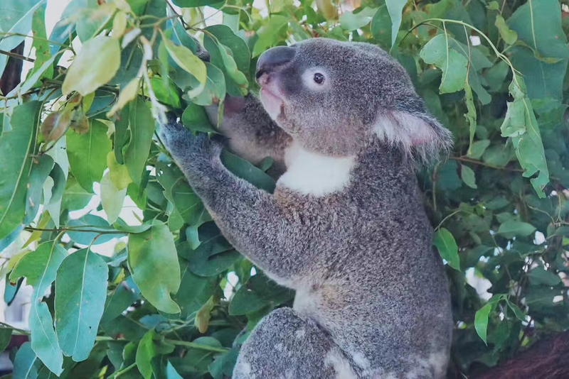 速生桉树种植技术