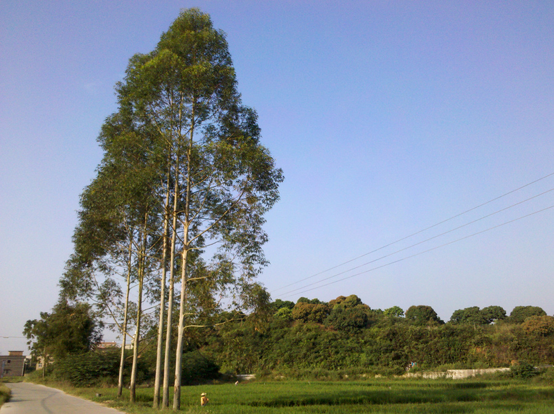 速生桉树种植技术