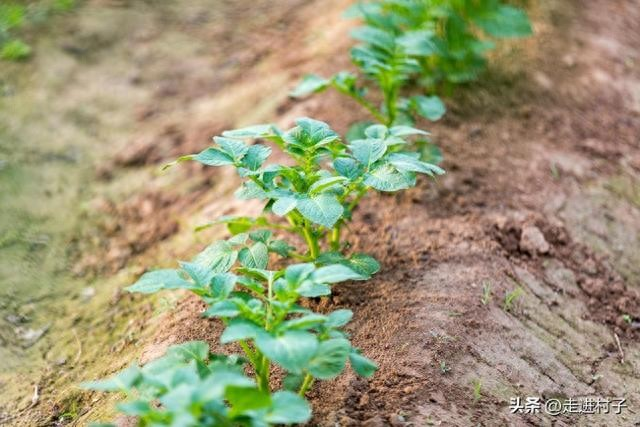 Early potato cultivation techniques