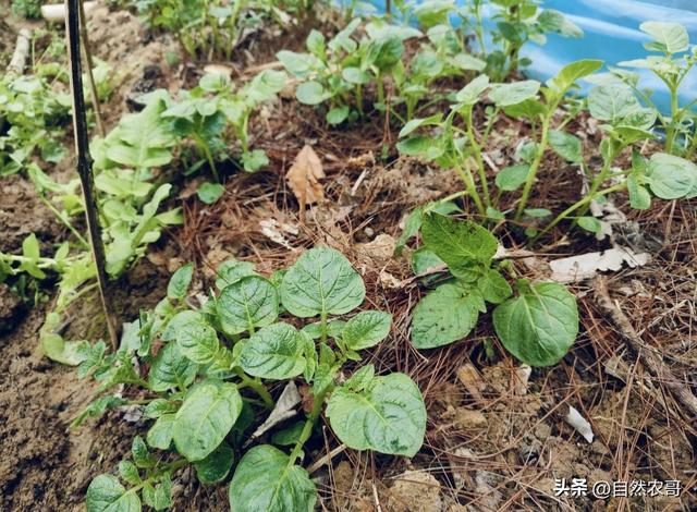 Early potato cultivation techniques