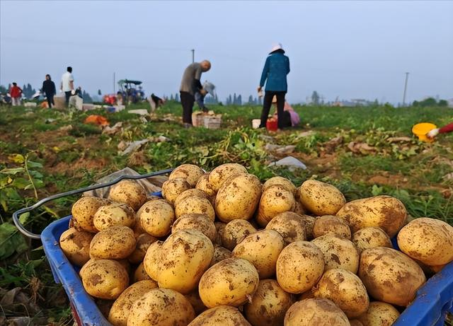 Early potato cultivation techniques