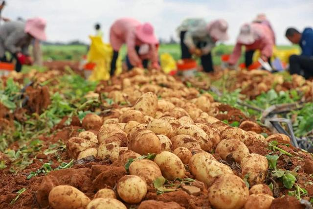 Early potato cultivation techniques
