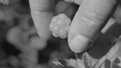 Fruit knowledge-sharing
