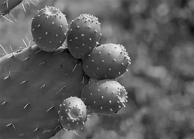 Fruit knowledge-sharing