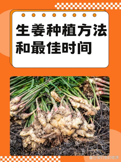 Ginger growing skills