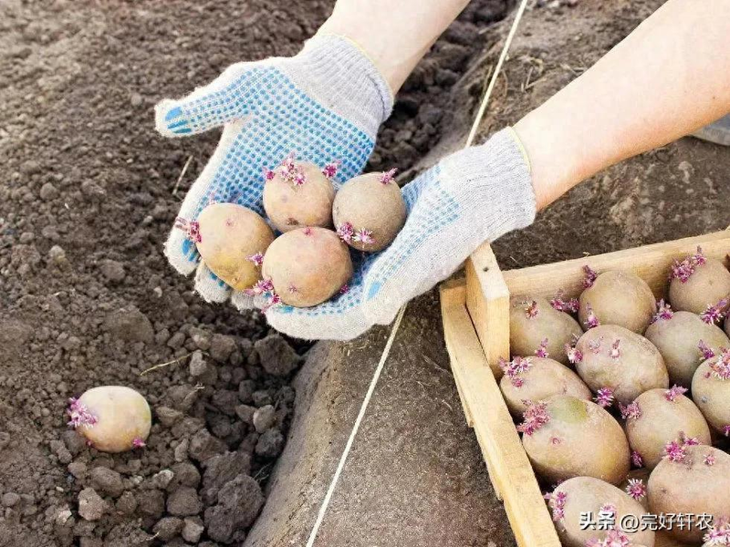 种土豆别再死记日子了！老农说看懂这“两个信号”才是高产关键