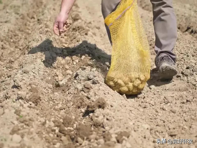 早土豆种植技术