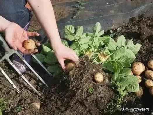 早土豆种植技术