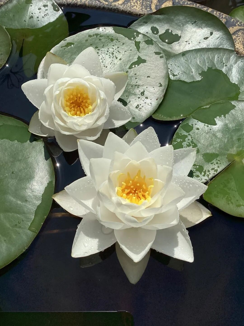 Waterbreeding methods