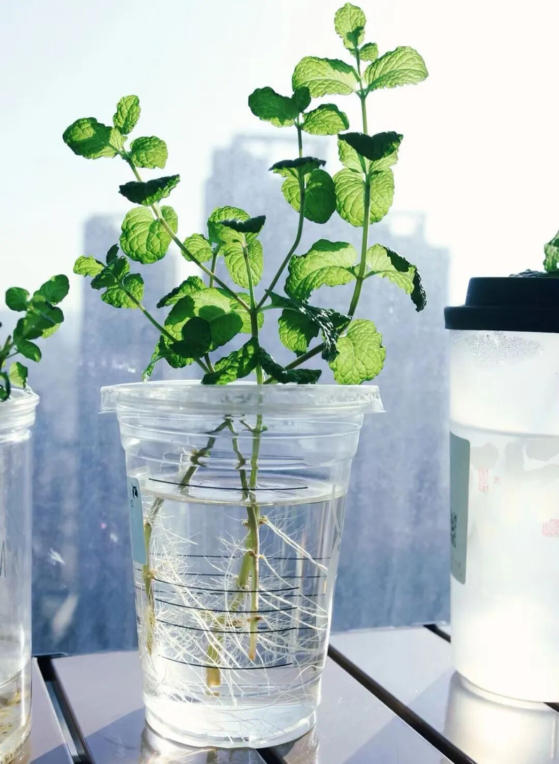 Waterbreeding methods