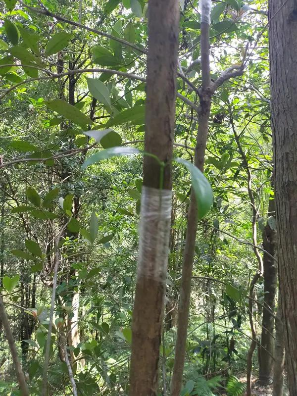 沉香树剪侧枝的门道：风与香的考量