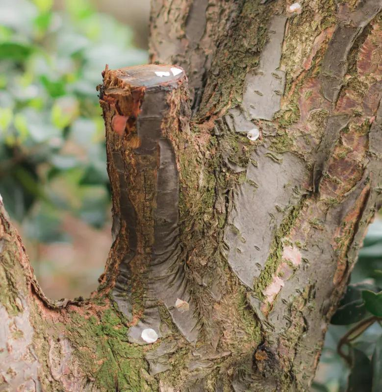 Approximate tree planting techniques
