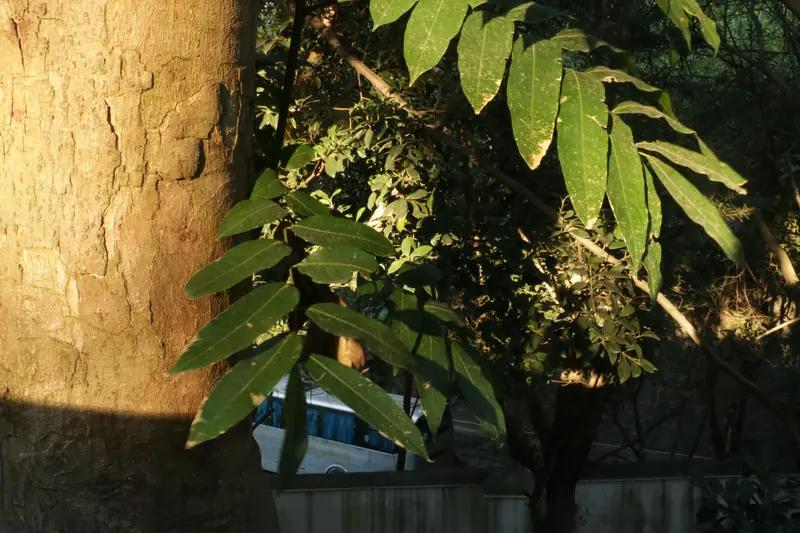 Approximate tree planting techniques