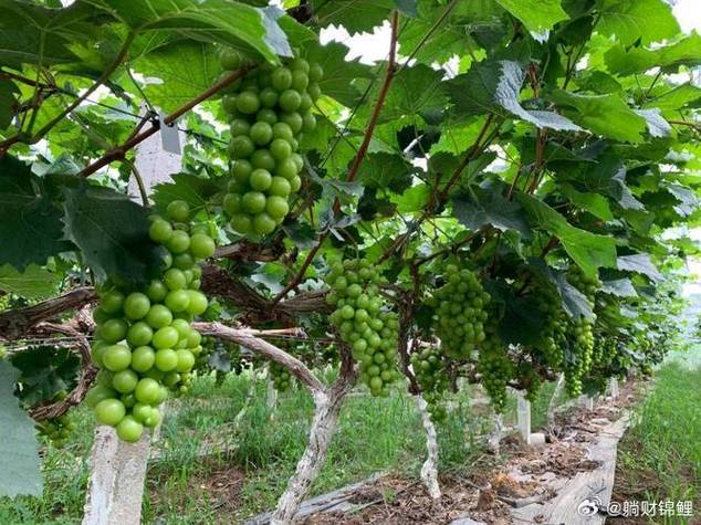 Technology for red milk grape cultivation