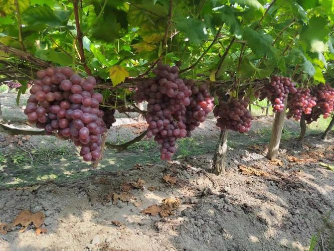 Technology for red milk grape cultivation