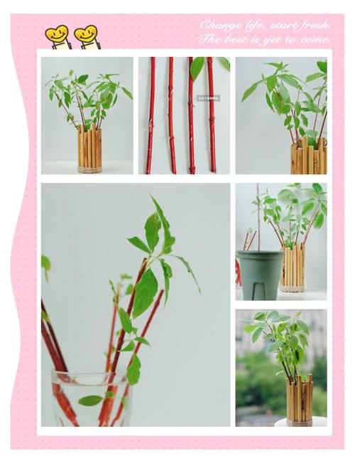 Technology for red milk grape cultivation