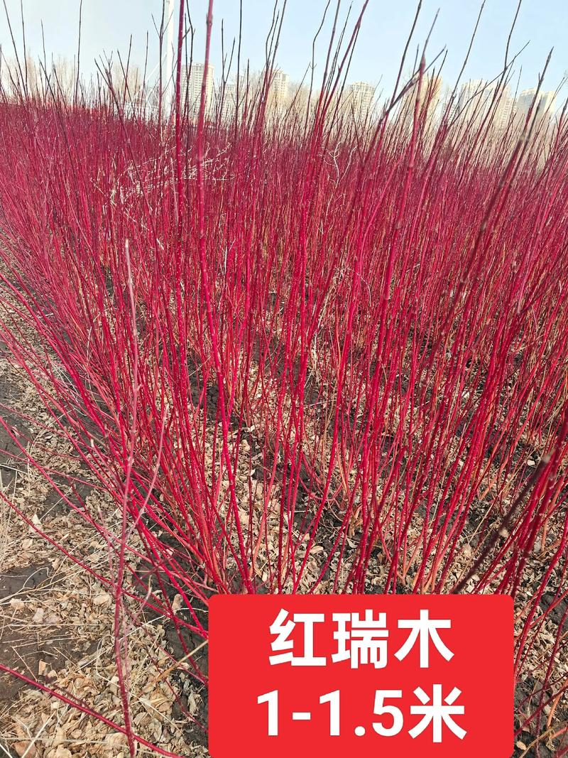 Technology for red milk grape cultivation