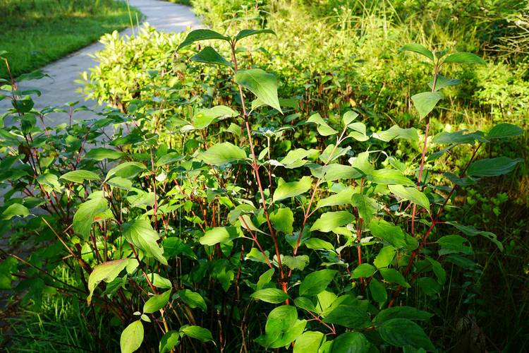 Technology for red milk grape cultivation