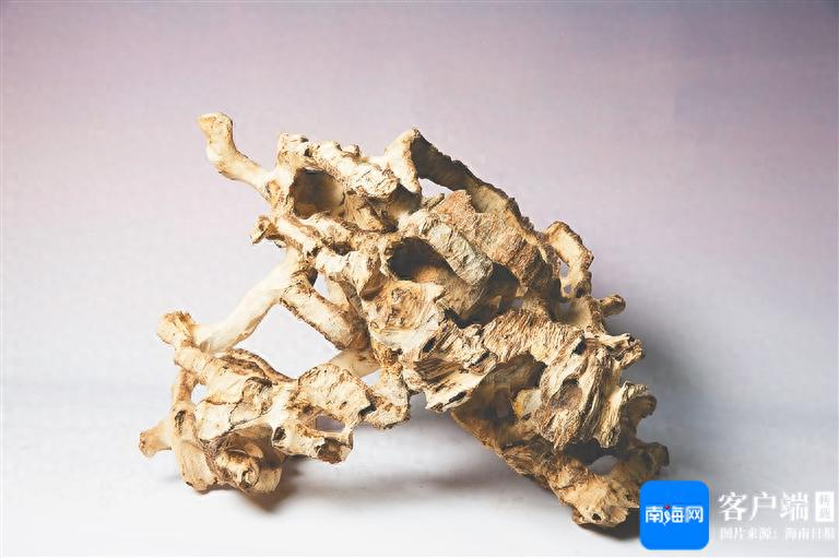 沉香树种植技术