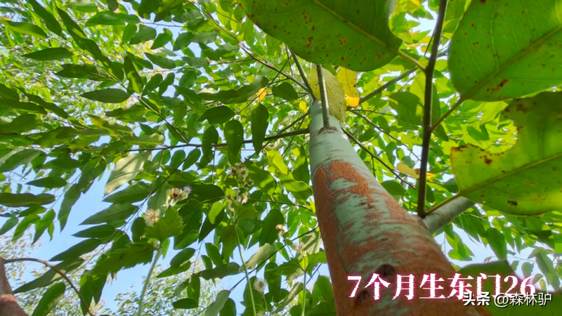 Fast-born eucalyptus planting techniques