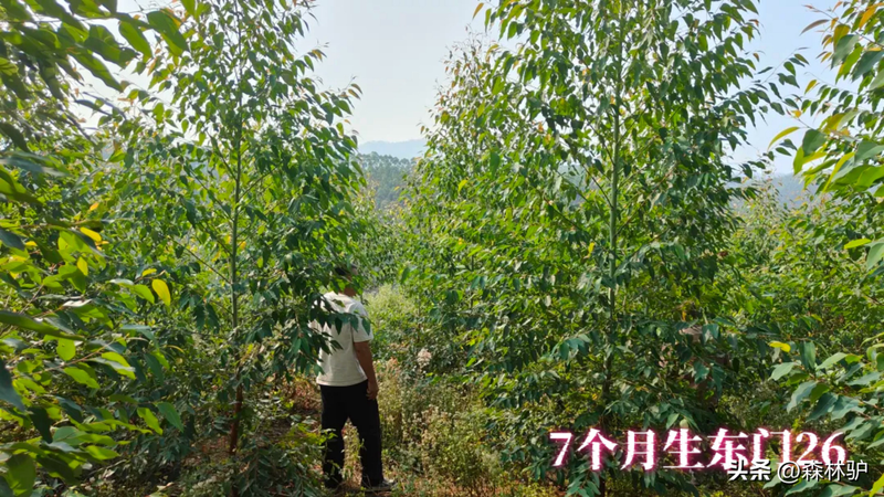 Fast-born eucalyptus planting techniques