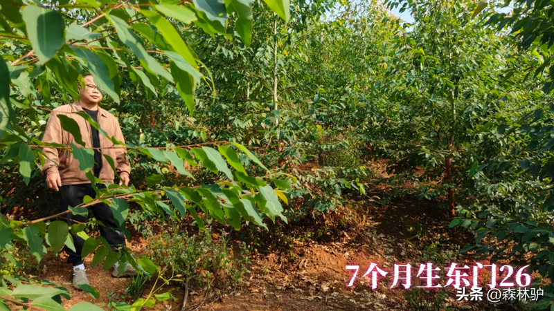 Fast-born eucalyptus planting techniques