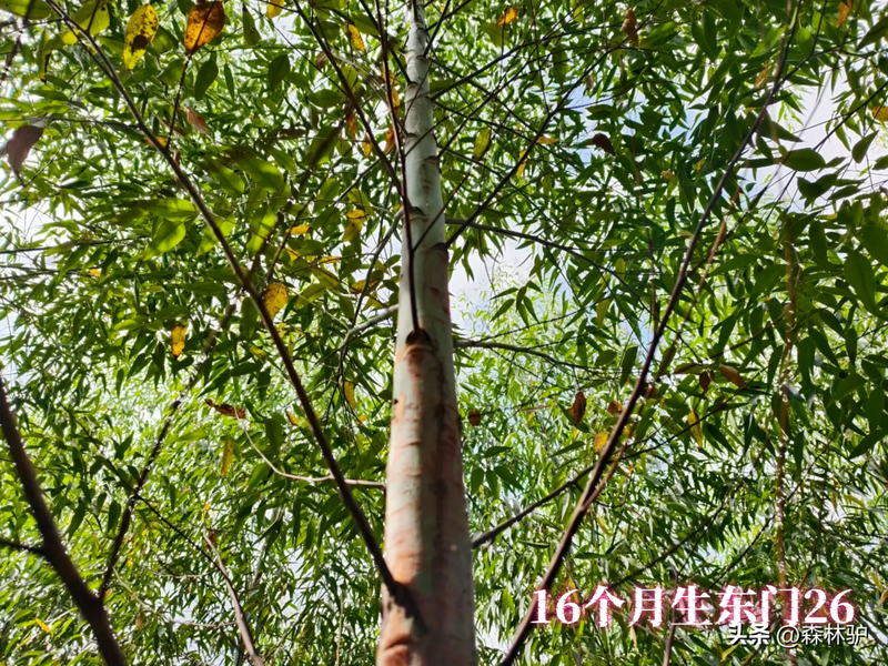 Fast-born eucalyptus planting techniques