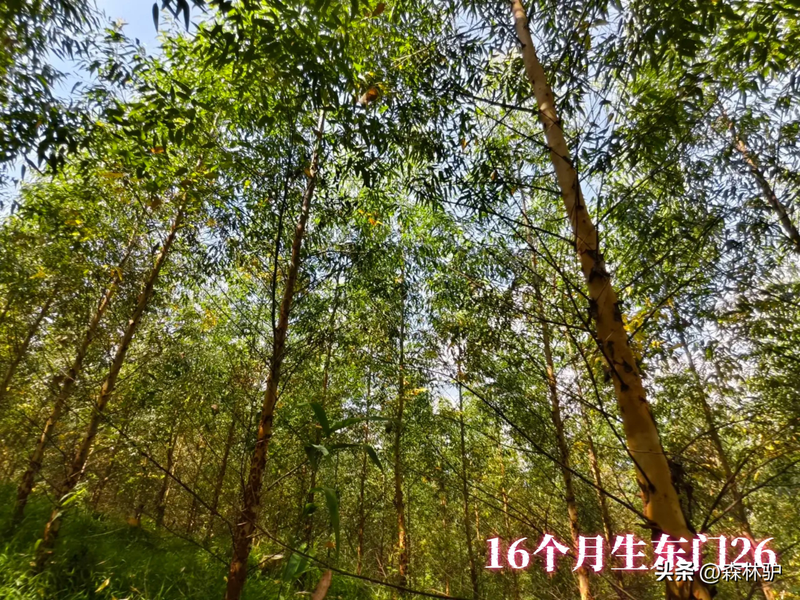 Fast-born eucalyptus planting techniques
