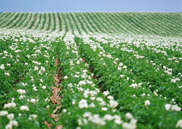 早土豆种植技术