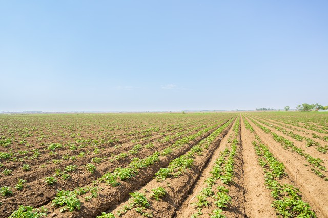 早土豆种植技术