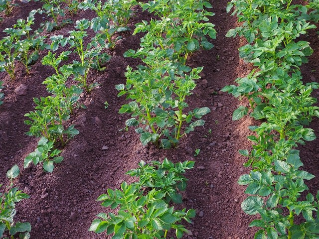 早土豆种植技术