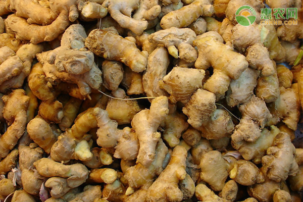 Ginger growing skills