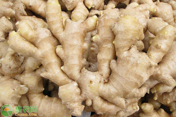 Ginger growing skills