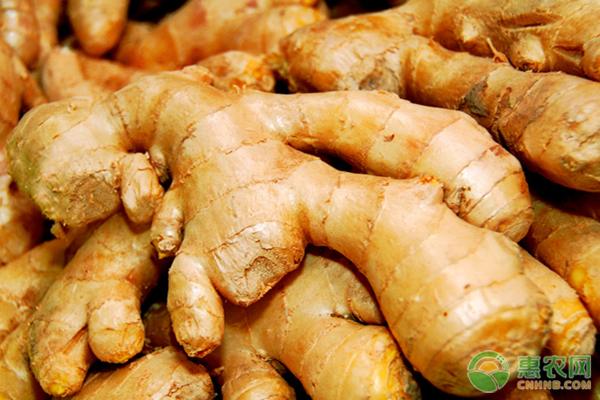 Ginger growing skills