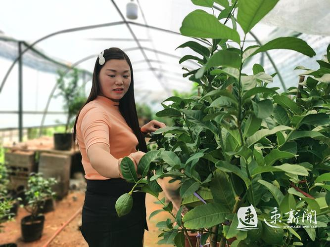 沉香树种植技术