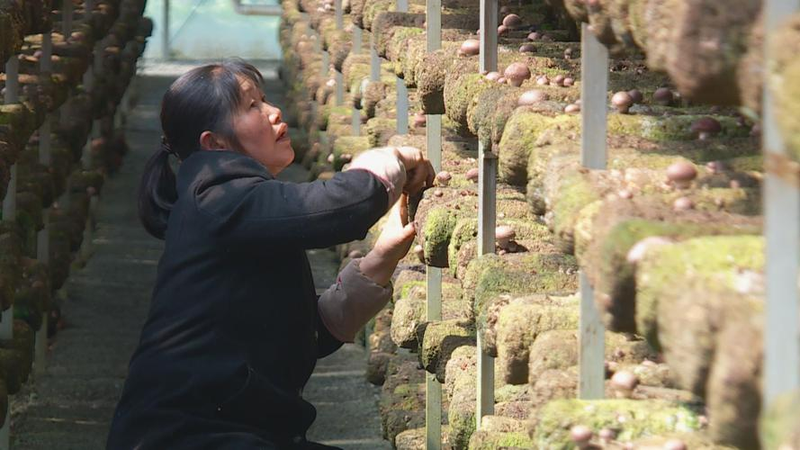 沉香树种植技术
