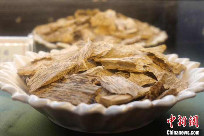 沉香树种植技术