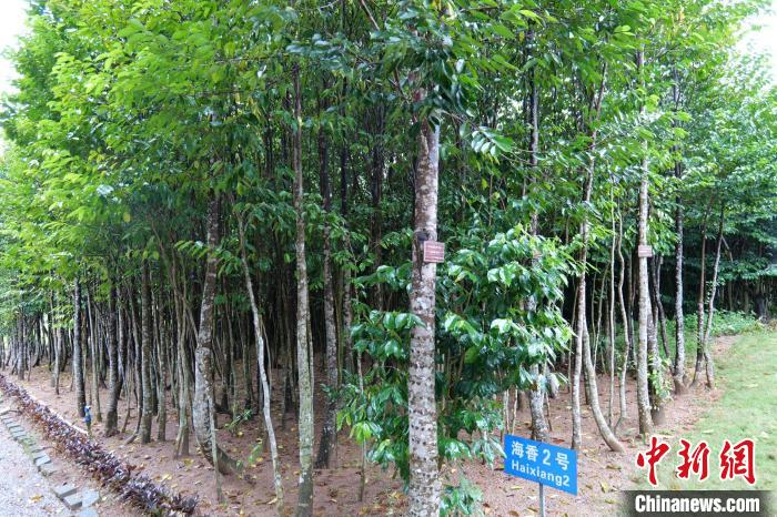 沉香树种植技术